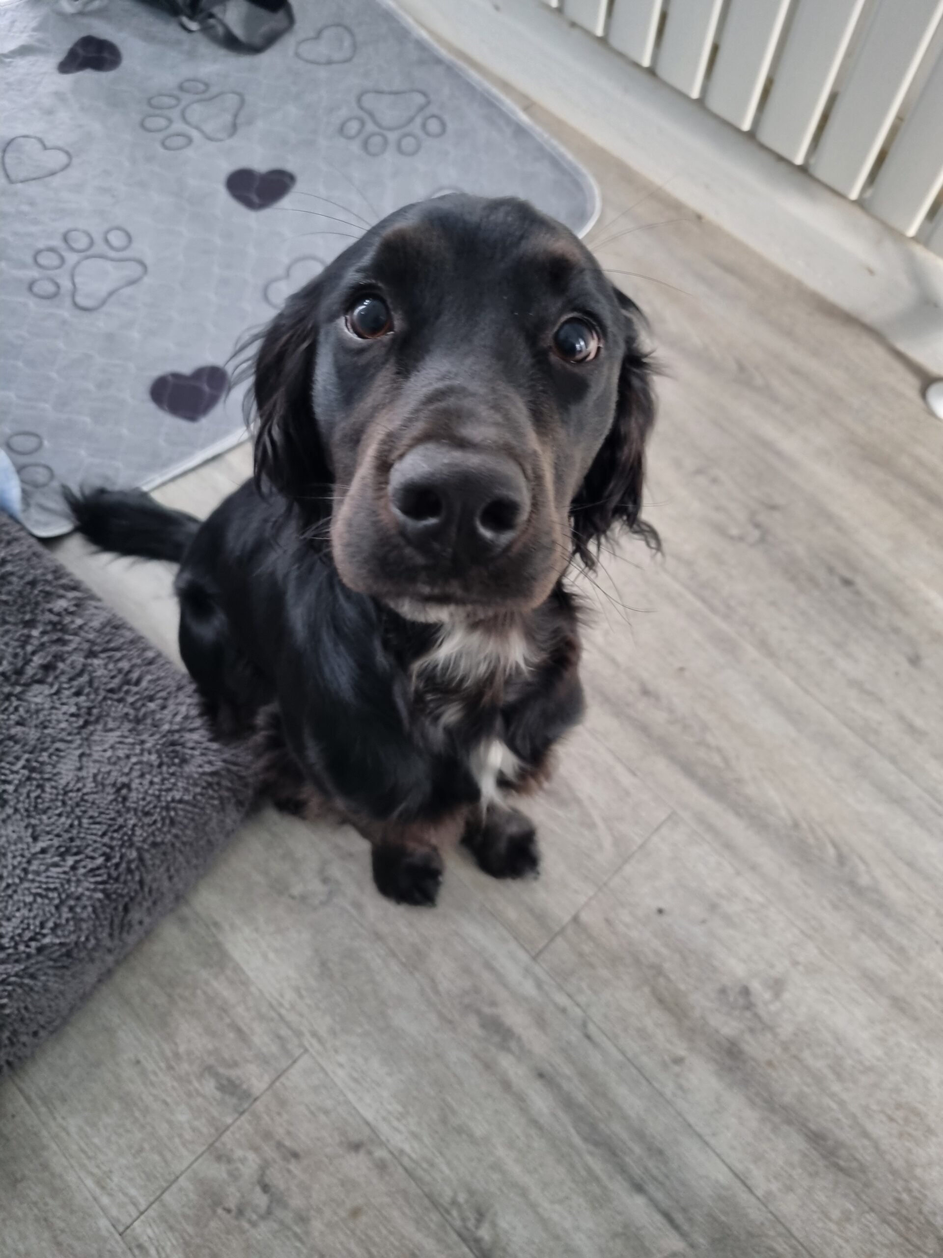 Blakey smiling puppy sitting in North Cheam SM3. Puppy sitting nicely waiting for walkies
